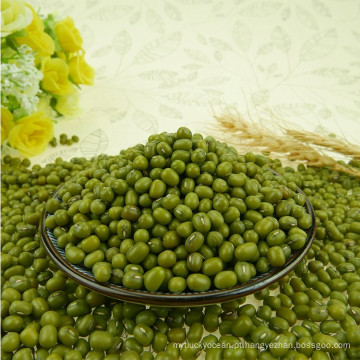 Verde Mung Beans 2.8-4.4mm, HPS Top Qualidade Grau, Atual Colheita, Bem Limpo